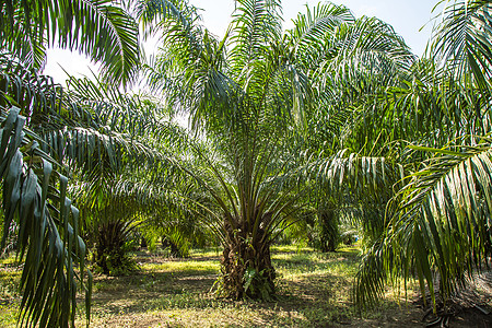 用于生产生物柴油的棕榈植物收成材料森林热带种子烹饪水果商品种植园坚果图片