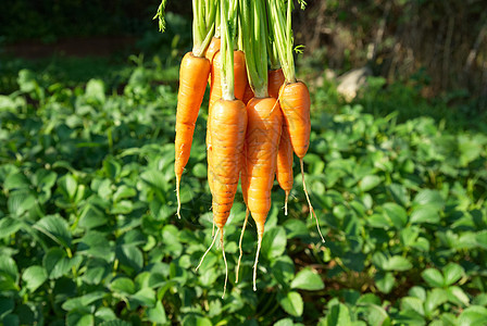 胡萝卜橙子饮食木板农民农场沙拉收成叶子蔬菜营养图片