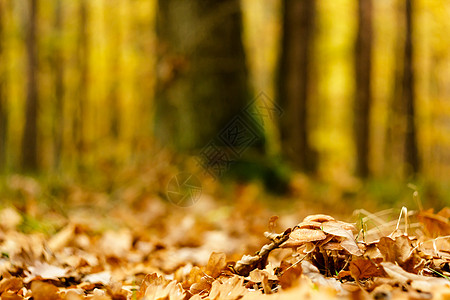 秋天森林蘑菇蔬菜叶子荒野宏观饮食团体木头季节营养森林背景