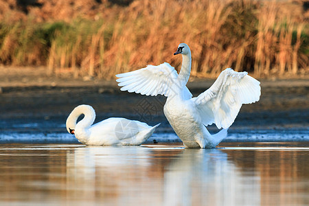 白色的水天鹅波纹反射脖子蓝色羽毛场景游泳荒野池塘野生动物背景
