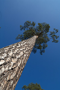 树蓝色橡木土地农村季节森林天空叶子木头风景图片