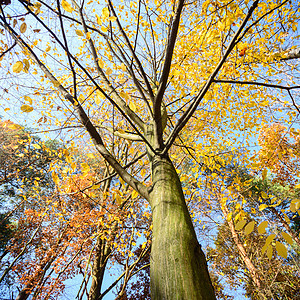 树植物环境蓝色国家美丽橡木草地叶子天空树干图片