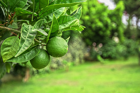 柠檬果园利梅树果饮食种植园青柠农业收成果汁柠檬橙子树木热带背景