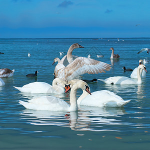 湖边的天鹅婚姻夫妻羽毛婚礼友谊反射脖子动物家庭情感图片