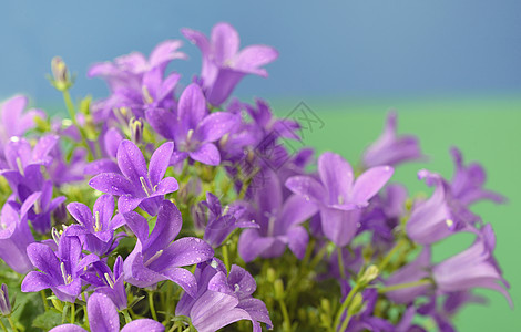 Dalmatian 白花坎帕努拉波尔坦施拉吉亚a白色植物群植物土墩宏观壁画增长紫色纤维斑点图片