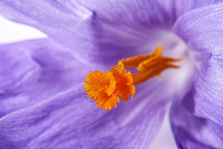 春花花园花棚 宏观图片