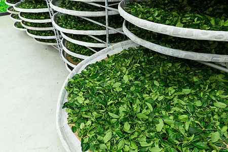 工厂茶架的发酵传播太阳口味水分竹子制造业茶花程序植物团体图片