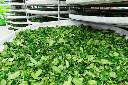 工厂茶叶发酵团体托盘氧化茶花站立水分制造业机器竹子空气图片