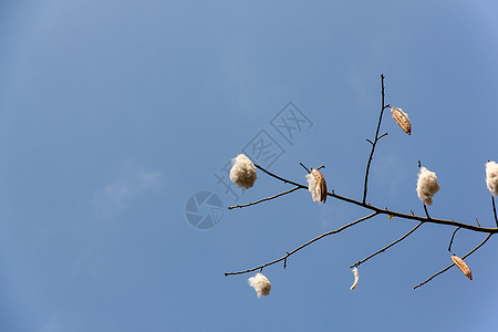 新鲜西巴小鸡木棉片种子棉花厂绿色尼姑木棉叶子植物图片