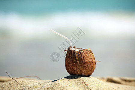 椰子棕榈植物可可海滩情调美食叶子坚果水果生活图片