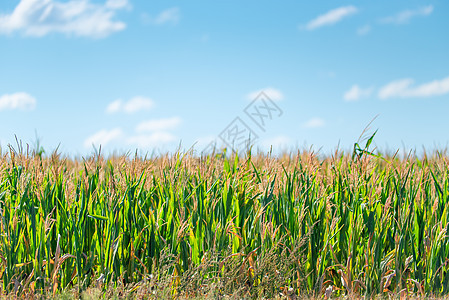 阳光明媚的夏日在田里种植绿玉米图片