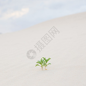 沙漠沙子里有两个绿色植物芽土地季节叶子沙漠豆芽夫妻生态地球全球环境图片