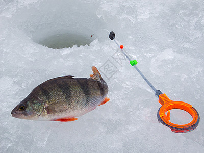 俄罗斯的冰雪捕鱼旅行白色季节娱乐男人工具运动活动蓝色爱好图片