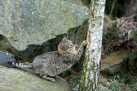 纯灰色背景在户外玩动物宠物花园哺乳动物家庭眼睛猫咪威士忌小猫胡须背景