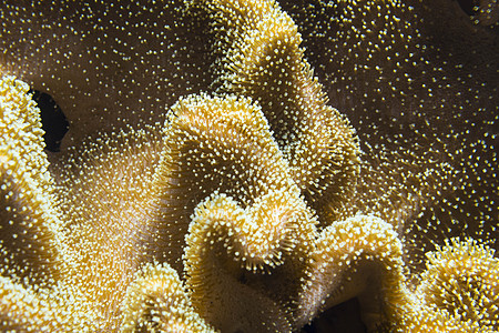 水下聚体p动物环境生活珊瑚橙子身体黄色濒危气候息肉背景图片