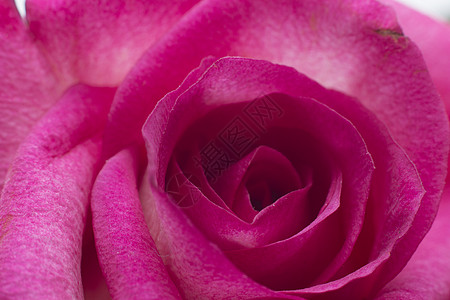 粉色玫瑰缝合花瓣紫红色宏观花朵白色背景图片