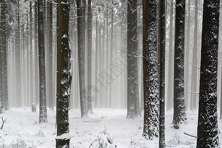 下雪下的冬季风景树天空美丽云杉蓝色松树气候滑雪针叶场景地形图片