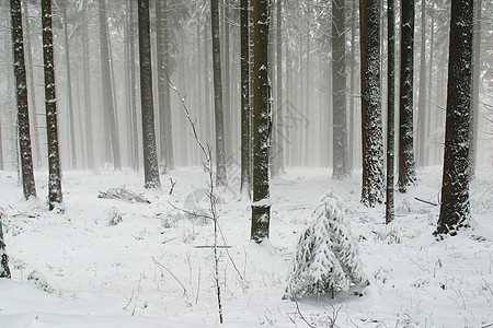 下雪下的冬季风景树运动寒冷蓝色森林云杉阴影场景针叶地形松树图片