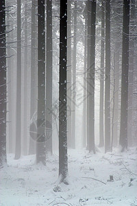 下雪下的冬季风景树天空蓝色气候滑雪寒冷针叶云杉松树地形阴影图片