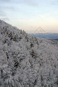 下雪下的冬季风景树运动气候场景天空地形寒冷松树森林云杉针叶图片