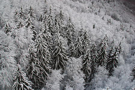 下雪下的冬季风景树云杉运动针叶寒冷地形美丽阴影松树滑雪蓝色图片