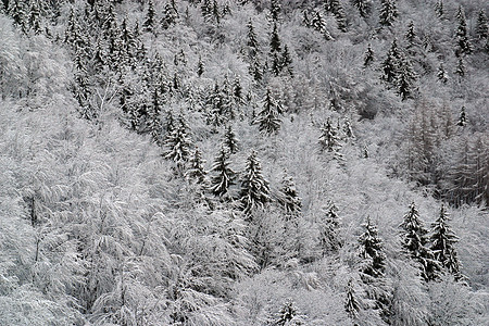 下雪下的冬季风景树美丽地形滑雪云杉寒冷阴影针叶气候森林场景图片
