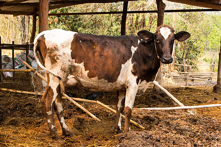 黑白线 泰国农场的奶牛 重点农田小牛牛肉畜牧业挤奶工农业配种天空国家动物图片