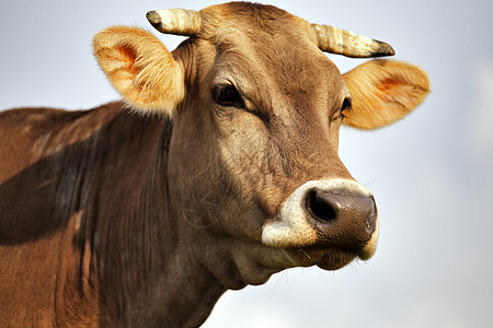 喀尔巴阡棕牛户外近身奶制品棕色家畜农村眼睛国家牛奶乡村农场绿色图片
