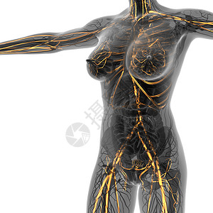 使用发光血管进行X光X光人体科学解剖男性心血管树干船只骨骼外科插图心肌药品流动图片