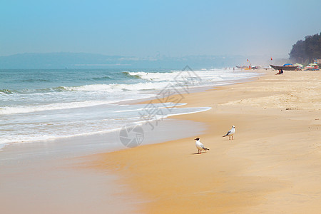 海岸线与一对海鸥视图太阳晴天村庄天堂海洋天空夫妻支撑旅行海浪图片