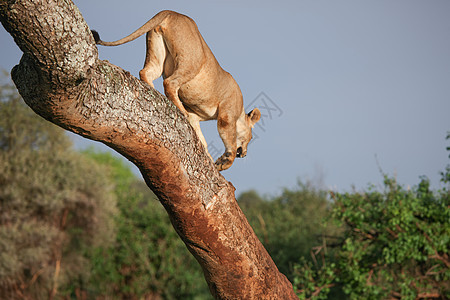 濒临危险的非洲热带草原 肯尼亚的野生动物 危险哺乳动物国家狮子荒野食肉公园马赛宠物男性毛皮国王图片
