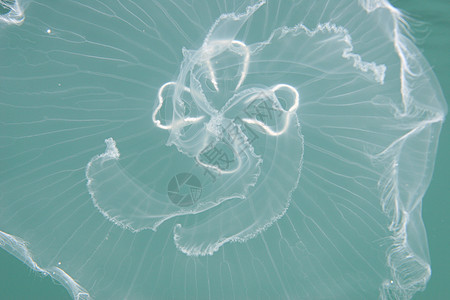 水下水母美杜莎海洋学野生动物生活触手潜水水族馆荒野蓝色热带海洋图片