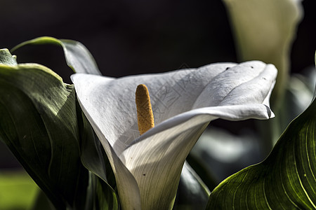 Calla 花朵缝合图片