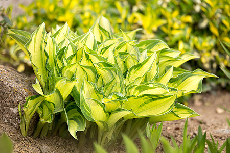 二色绿植lea叶子宏观草本环境绿色生态植物墙纸植物群图片