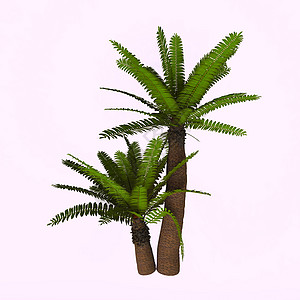 裸子植物Cycad 河谷植物背景