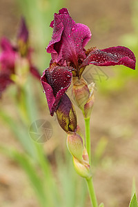 花园里有紫虹花生态花瓣花束草药叶子紫色宏观植物花店家庭图片