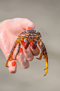 螃蟹在女孩的手中 在海滩上的女孩手上土地摄影野生动物贝类蓝色树木插图海鲜爪子甲壳图片