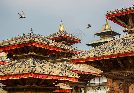 鸽子起飞尼泊尔加德满都Durbar广场红色城市历史羽毛建筑学建筑鸽子历史性鸟类动物背景
