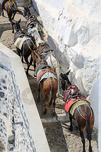 圣多里尼Donkey Ride动物脚步运输文化屁股农场驴子村庄假期旅行图片