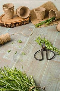 用于在木制桌上用园艺工具种植的罗斯玛丽桌子营养乡村香料植物厨房叶子环境木头农业图片