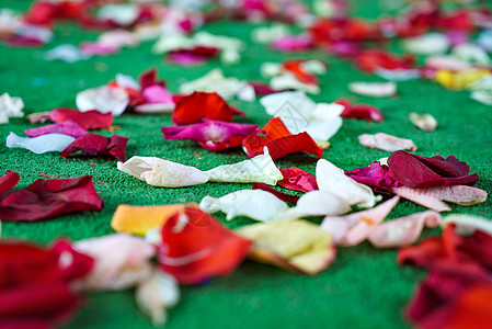 红白玫瑰花瓣 分散在绿地毯上图片