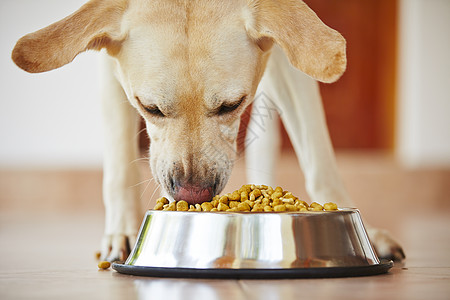 饿了狗狗盘子生活猎犬生长饲料饮食犬类颗粒食物金属背景图片