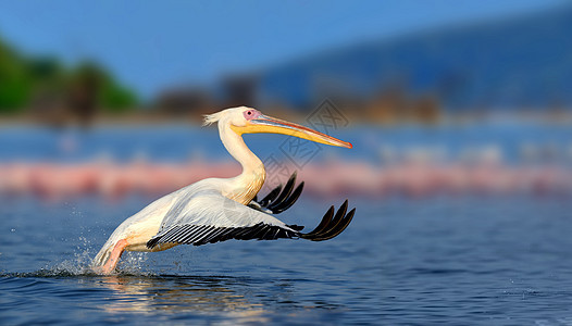 白色大白翅膀野生动物大道热带荒野鸟类动物自然蓝色羽毛图片