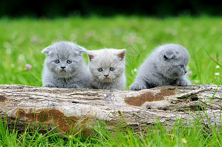 树上三只灰猫婴儿孩子晶须猫咪树桩爪子毛皮猫科小猫草地图片