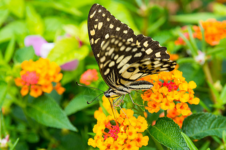 灰蝴蝶马来亚人动物多样性斑点生活恶魔花蜜翅膀蝴蝶昆虫马来人图片