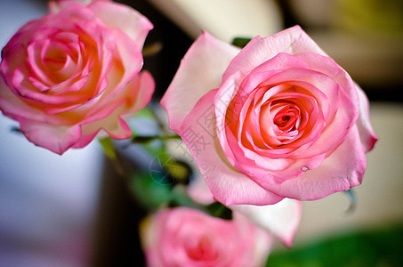 桌上的粉红玫瑰花周年园艺叶子婚礼热情花园假期花束卡片礼物图片