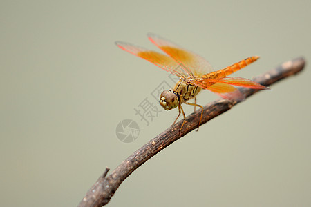 树枝上插着龙尾的图像生活翅膀生物学动物环境昆虫学花园身体男性捕食者图片