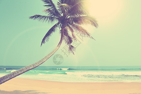 热带热带海滩海洋假期晴天支撑旅游风景椰子冲浪天堂蓝色图片