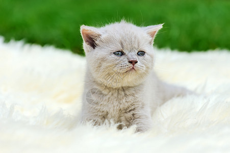 白毯上的小猫咪乐趣哺乳动物婴儿毯子爪子猫咪说谎孩子晶须小猫图片