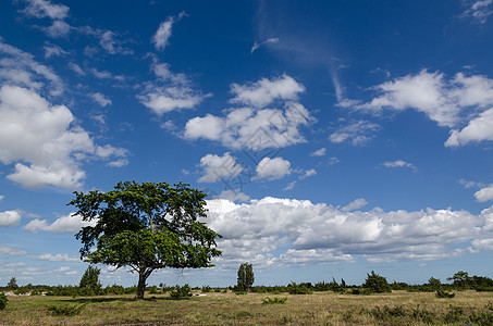 在一片大草原上的孤树图片